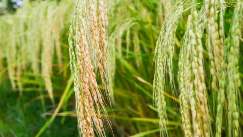 Where and how rice grows, and is it possible to grow it at home