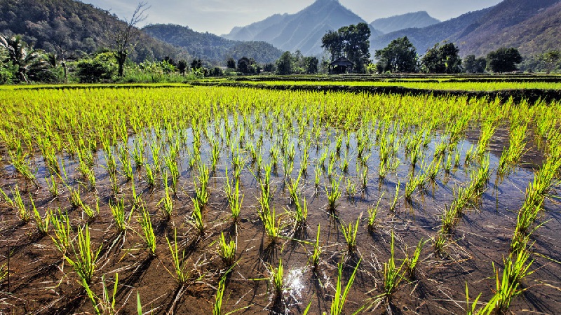 Where and how rice grows, and is it possible to grow it at home