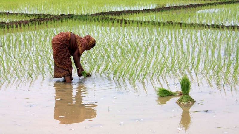 Where and how rice grows, and is it possible to grow it at home