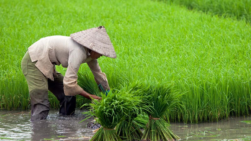 Where and how rice grows, and is it possible to grow it at home