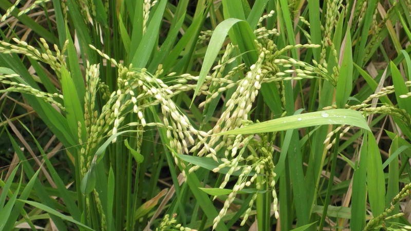 Where and how rice grows, and is it possible to grow it at home
