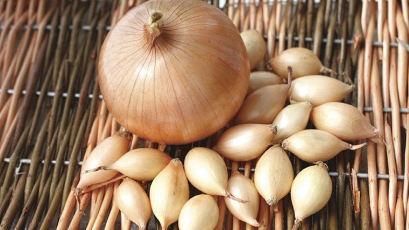 Features of growing and planting onion sets