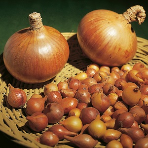 Hybrid onion Hercules: is it possible to plant before winter and cultivation features