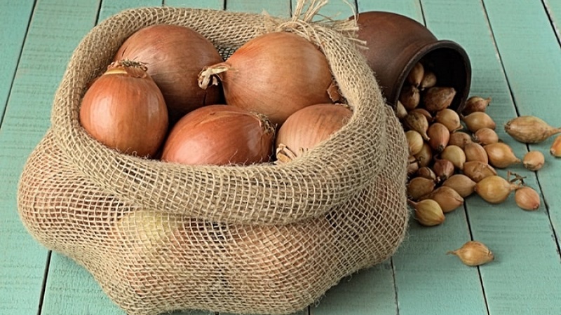 Hybrid onion Hercules: is it possible to plant before winter and cultivation features