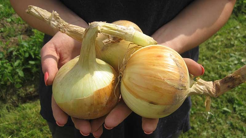 Hybrid onion Hercules: is it possible to plant before winter and cultivation features