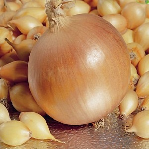 Hybrid onion Hercules: is it possible to plant before winter and cultivation features