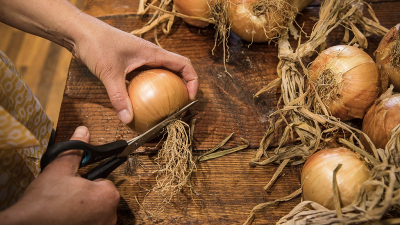 Hybrid onion Hercules: is it possible to plant before winter and cultivation features