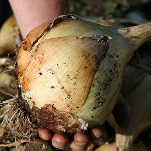 Hybrid onion Hercules: is it possible to plant before winter and cultivation features