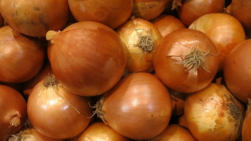 Hybrid onion Hercules: is it possible to plant before winter and cultivation features