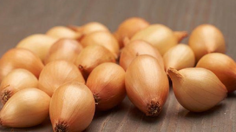 Hybrid onion Hercules: is it possible to plant before winter and cultivation features