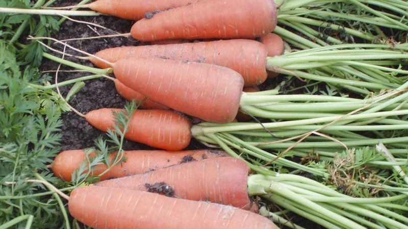 Mid-late hybrid of carrots Cascade f1