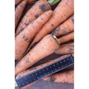 Mid-late hybrid of carrots Cascade f1