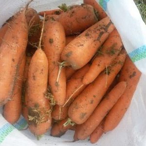 Mid-late hybrid of carrots Cascade f1