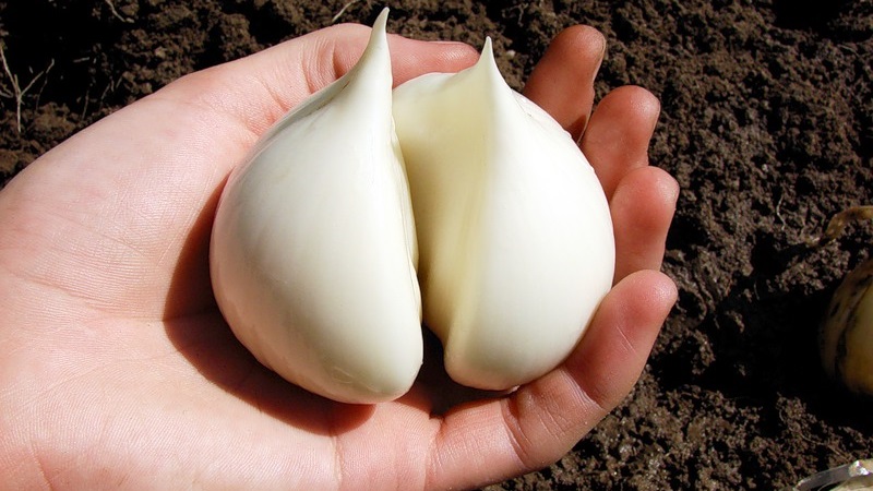 Giant garlic onion Anzur: description and characteristics