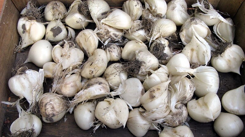 Giant garlic onion Anzur: description and characteristics