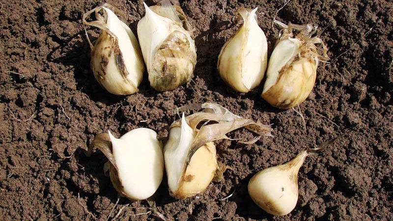 Giant garlic onion Anzur: description and characteristics