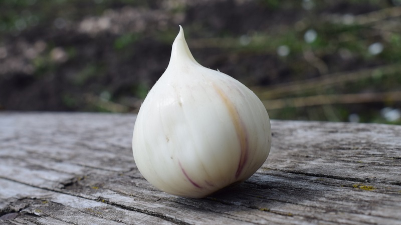 Giant garlic onion Anzur: description and characteristics