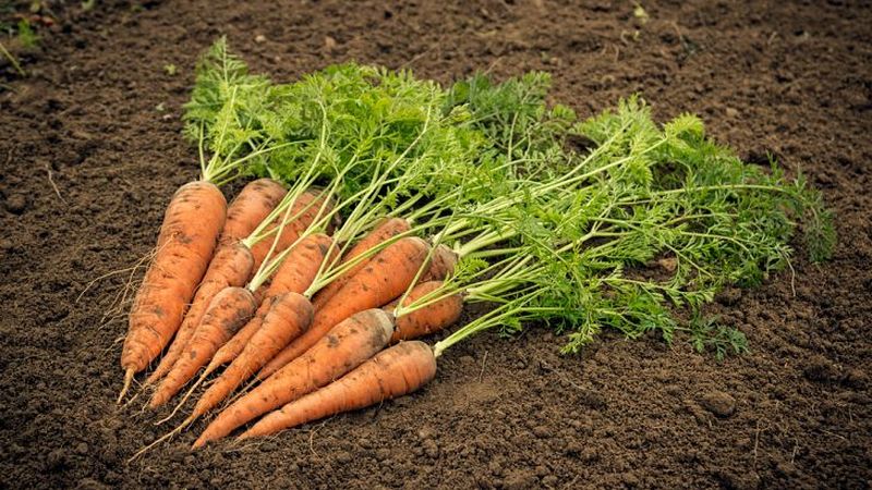 The main reasons why carrots do not grow in the garden
