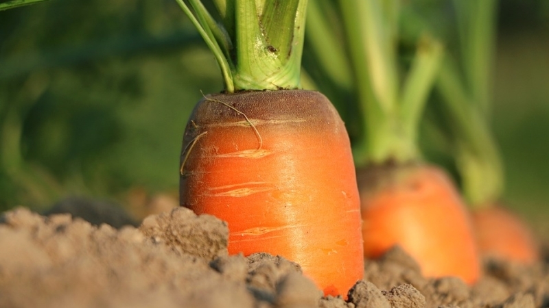 The main reasons why carrots do not grow in the garden