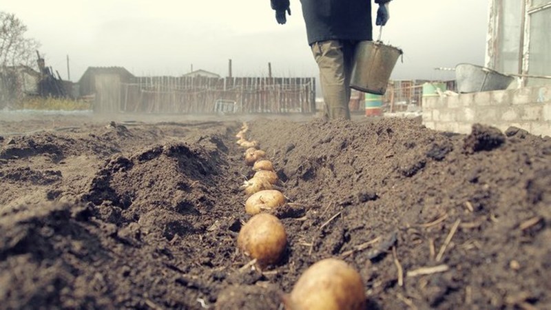 Competent planting of potatoes for the winter: step-by-step instructions for novice gardeners