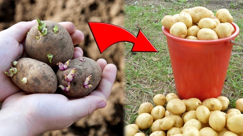 Competent planting of potatoes for the winter: step-by-step instructions for novice gardeners
