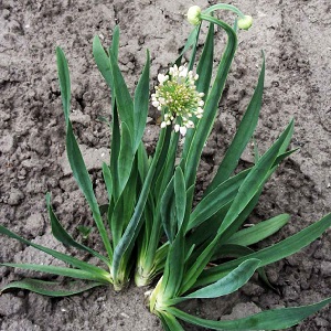 Cold-resistant onion Slime