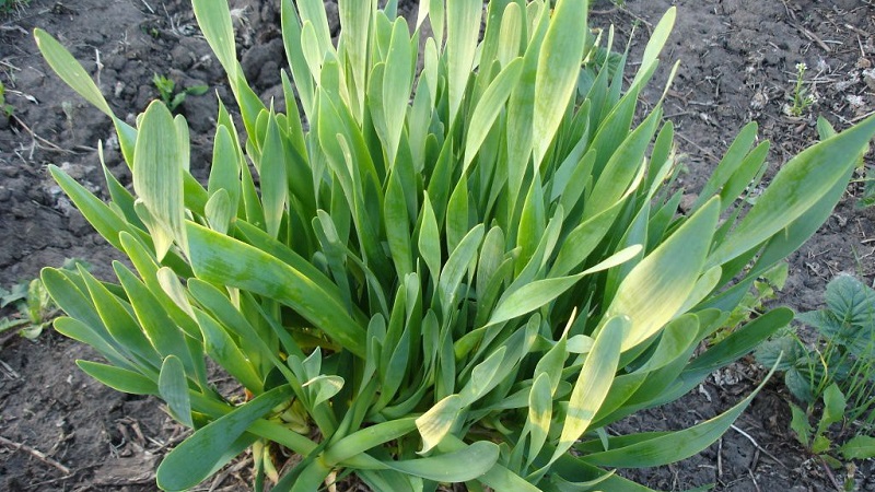 Cold-resistant onion Slime