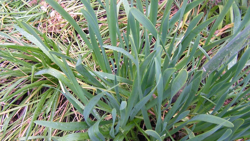 Cold-resistant onion Slime