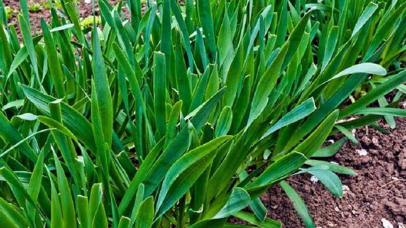 Cold-resistant onion Slime