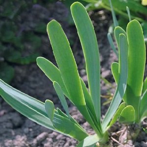 Cold-resistant onion Slime
