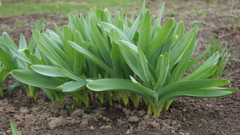 Cold-resistant onion Slime