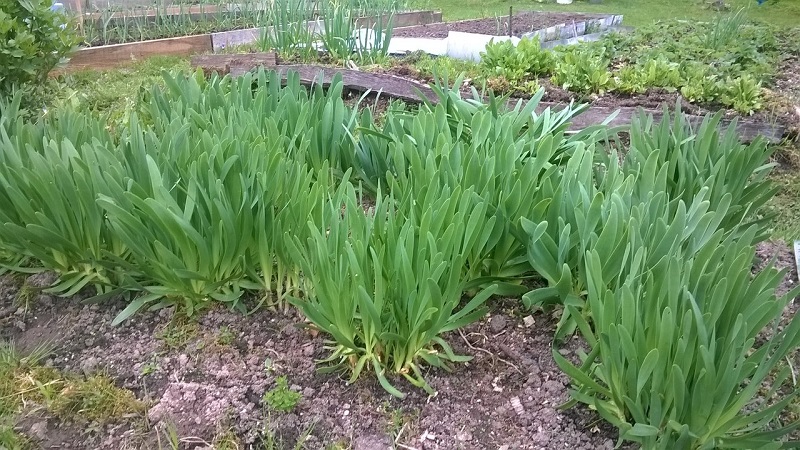 Cold-resistant onion Slime