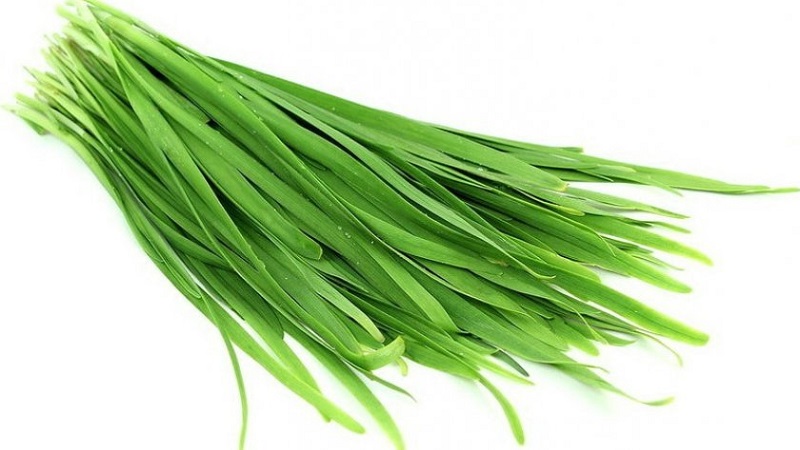 Cold-resistant onion Slime