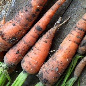 Storing carrots in winter: the best varieties with excellent keeping quality