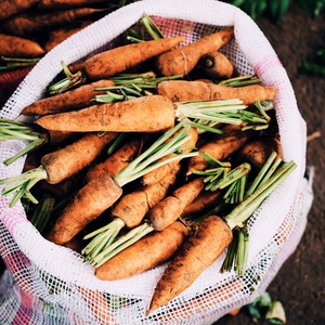 Storing carrots in winter: the best varieties with excellent keeping quality