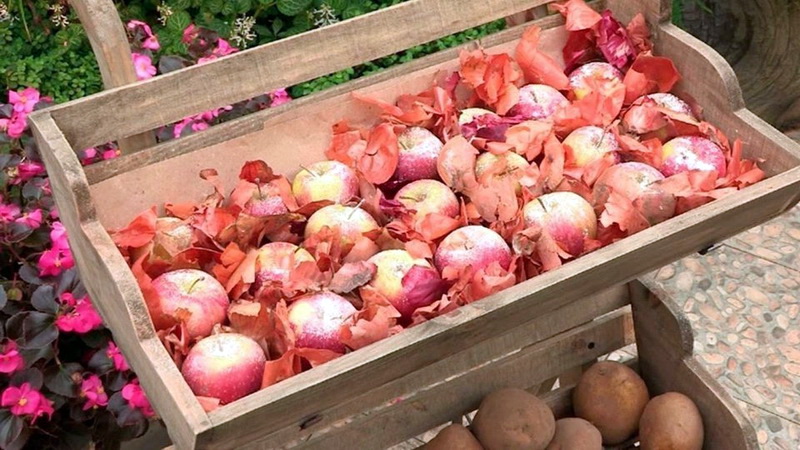 How to store potatoes in the same cellar with apples and is it possible to do so