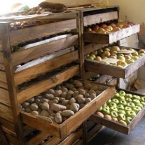 How to store potatoes in the same cellar with apples and is it possible to do so