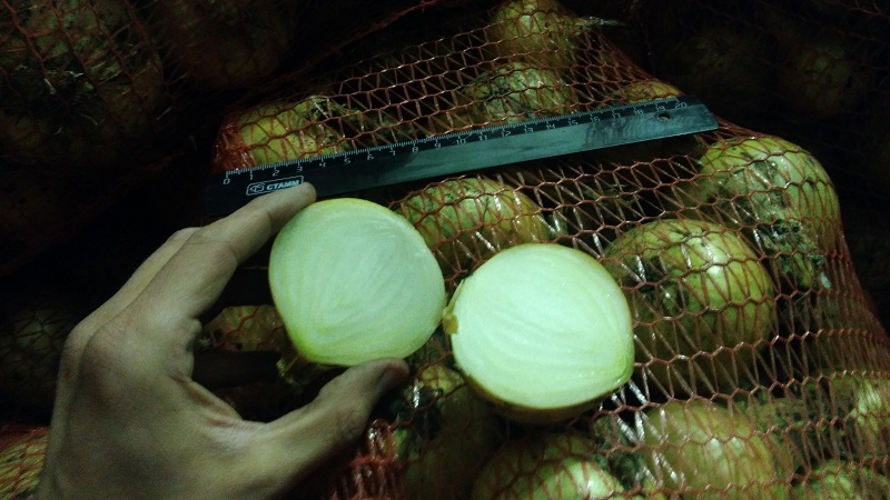 How to properly store onions in the cellar and is it possible to do so