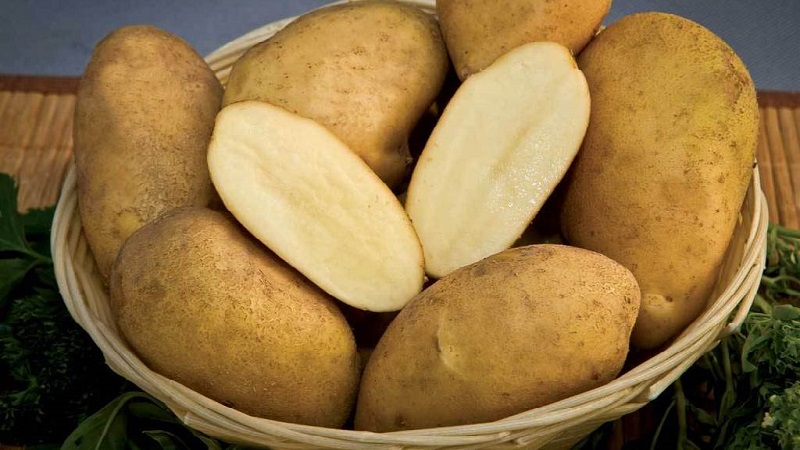 Ideal potato variety for mashed potatoes
