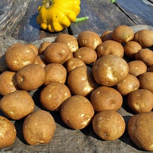 Ideal potato variety for mashed potatoes
