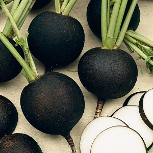 What family does the radish belong to, its characteristics and description