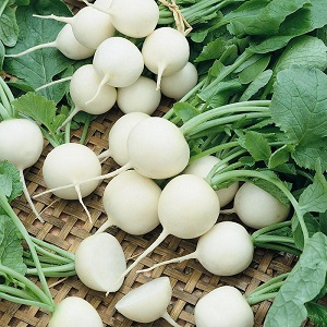 What family does the radish belong to, its characteristics and description