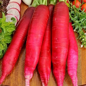 What family does the radish belong to, its characteristics and description