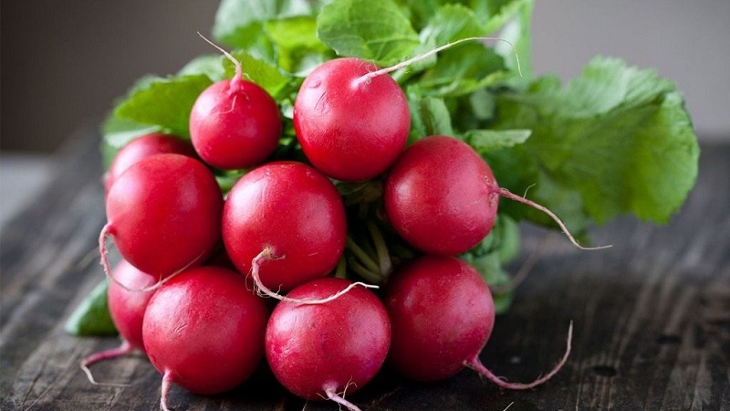 What family does the radish belong to, its characteristics and description