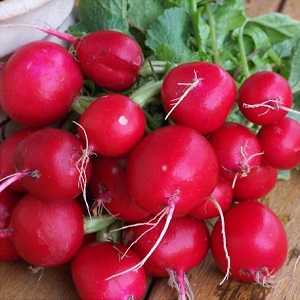 What family does the radish belong to, its characteristics and description