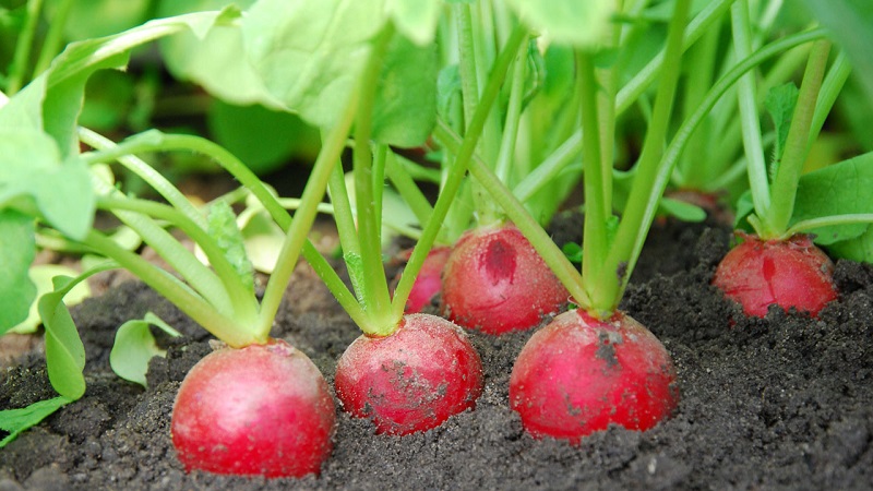What family does the radish belong to, its characteristics and description