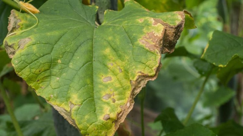 How to deal with late blight on cucumbers: treatment regimens