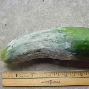 How to deal with late blight on cucumbers: treatment regimens