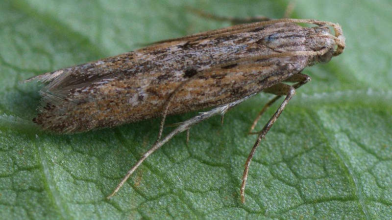 How to deal with potato moth and win