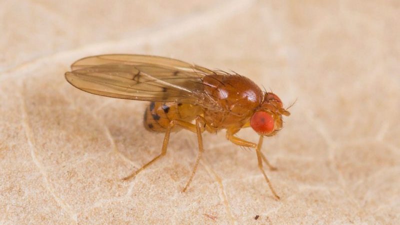How to deal with potato moth and win